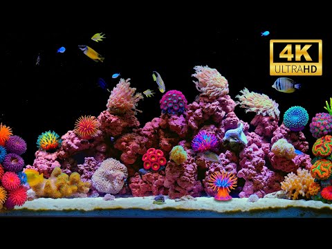 🐠 Peaceful 4K Aquarium Ambience (LIVE 24/7) | Real Water Flow & Colorful Marine Life