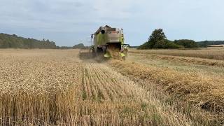 Claas Lexion 520 grain harvester for sale - Image 4 | Agroline UG Claas Lexion 520 grain harvester | Image 4 - Agroline