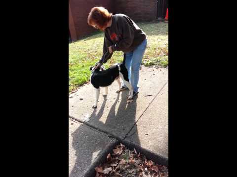 850 // MIKEY // 9 (ADOPTED), an adopted Terrier Mix in Youngstown, OH_image-1