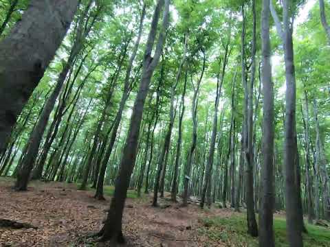 Wjazd na Górę Bukową - Ujejsce 4K