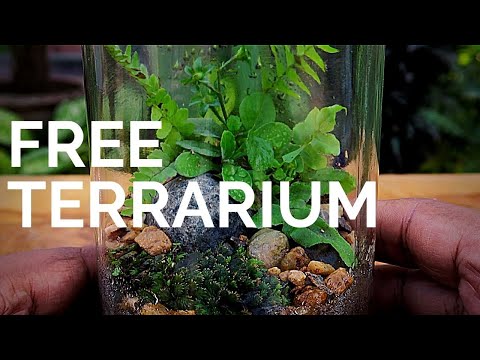 How to make a Terrarium for free || Build a terrarium without spending any money