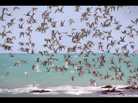 Siegfried Translateur - Wiener Zugvögel, Walzer, Op.63 (2)