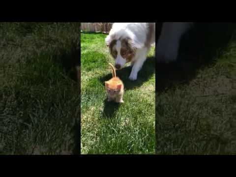 Kitten frantically runs away from ferocious dog