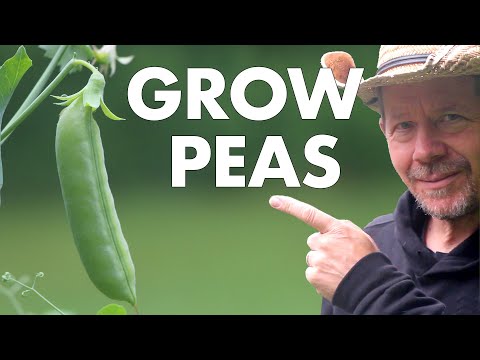 image-What is the best month to plant snow peas?