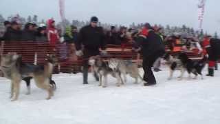 Смотреть онлайн Карельские гонки на собачьих упряжках 2014