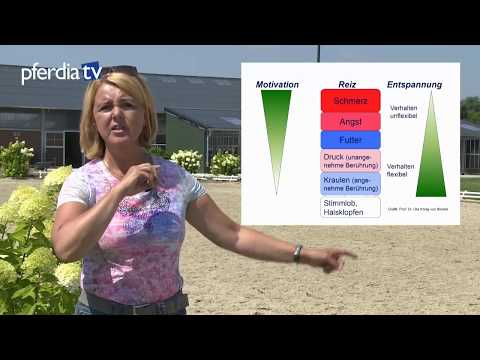 Reiten gut erklärt - Teil 6 So lernen Pferde Reiterhilfen Trailer