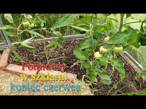 Pomidory w szklarni na koniec czerwca - Ogrodowe pierdamony 156