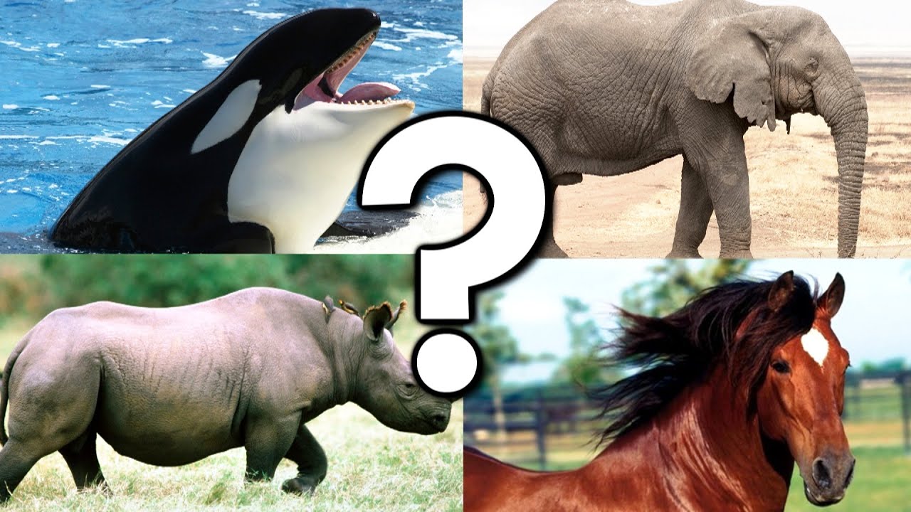 QUI A LA PLUS GROSSE ? thumbnail