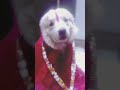EK VIVAH AISA BHI DOG S WEDDING Viral Shorts Ytshorts Dog Funny Video Rockndogs