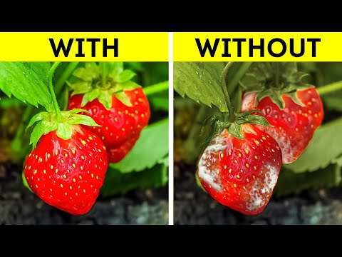 30 Useful Gardening Hacks To Grow Healthy Plants