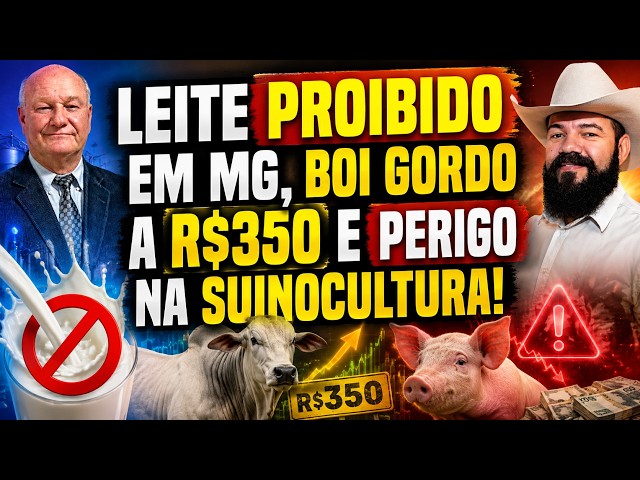 Leite Proibido em MG, Boi Gordo a R$350 e Perigo na Suinocultura!