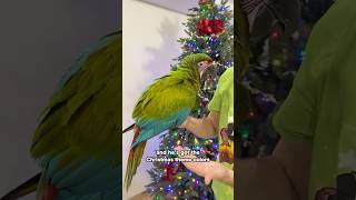 Christmas Parrot