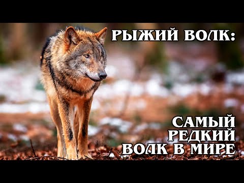 РЫЖИЙ ВОЛК: Гибрид койота и серого волка – самый редкий вид волка | Интересные факты про волков