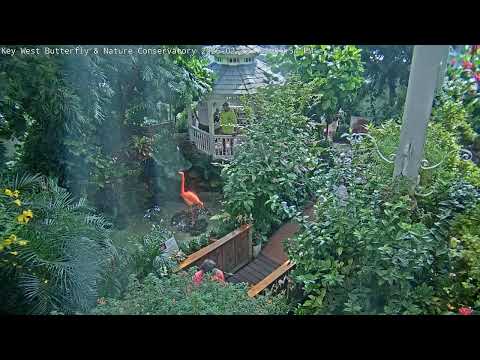 Key West Butterfly & Nature Conservatory