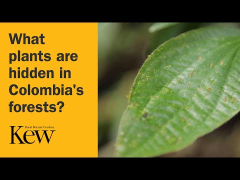 What plants are hidden in Colombia's forests?