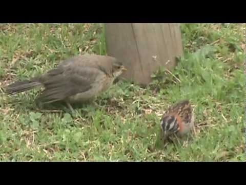 Zonotrichia capensis, criando un Turdus fuscater 