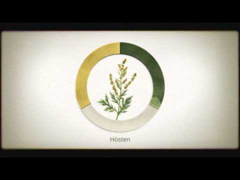 Vad är pollenallergi?