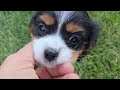 Cavalier King Charles Spaniel dogs for sale: Vicky - Video 2