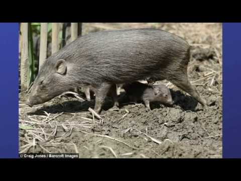 Pygmy Hog