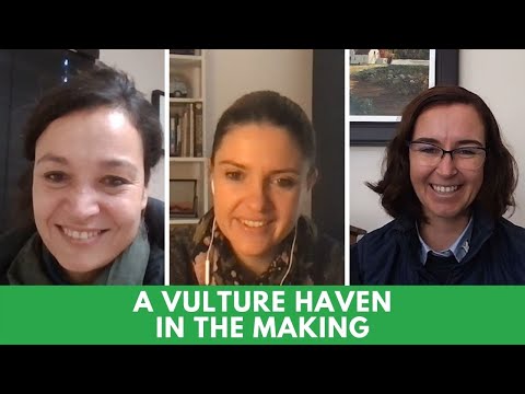 Why Are Vulture Important?