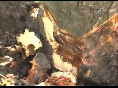 Crveni crv - nova stetocina u vocnjacima na jugu Srbije