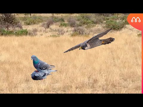 WHEN THE HAWK ATTACKS THE PIGEON