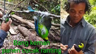 Download lagu mikat perdana sama Bang keman;assik nya poin  cucak ranting lumayan mikat di hutan Sumatra mp3