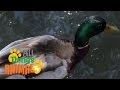 DUCK Animals For Kids All Things Animal TV