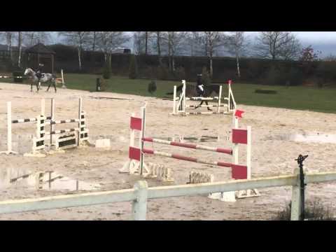 REVES 11yo gelding DIAMANT DE SEMILLY