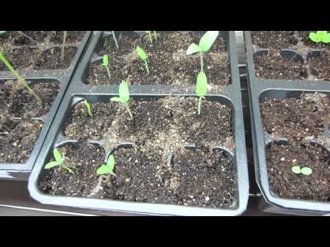 03.15.2016 Seedling Update after Cleanup