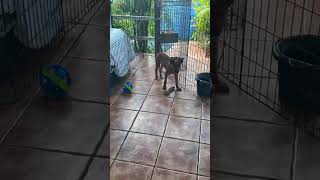 Video preview image #1 Mutt Puppy For Sale in Virginia Beach, VA, USA