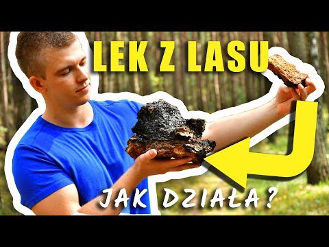 THE MEDICINE THAT GROWS IN YOUR FOREST - CHAGA | Marcin Sędkowski