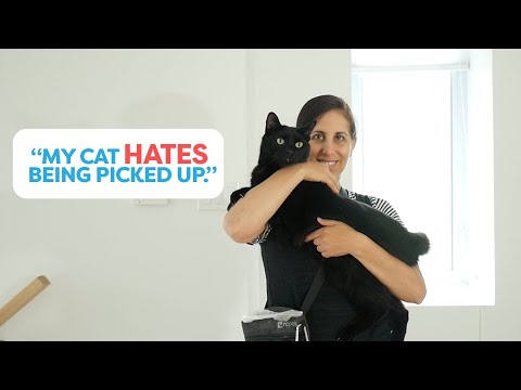 Teach Your Cat To Enjoy Being Picked Up - YouTube