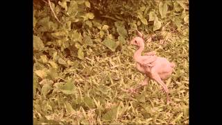 Spitnoise - Chicken Dance