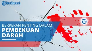 Trombosit, Disebut Juga dengan Keping Darah, Sel yang Berperan Penting dalam Proses Pembekuan Darah
