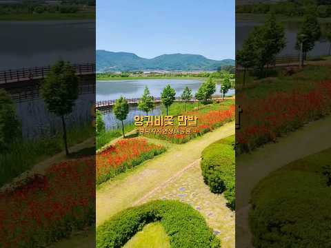 오늘이 위로되는 풍경, 양귀비꽃 만발 중덕지자연생태공원 #상주시SNS서포터즈