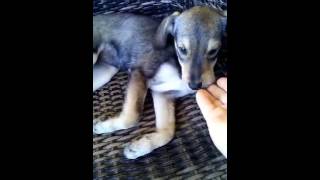 Bonnie Giota Video neu 2