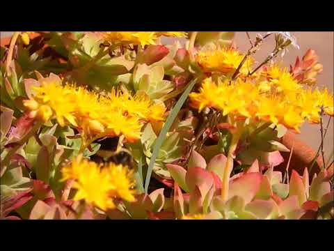 download lagu mp3 mp4 Abeille De Mer, download lagu Abeille De Mer gratis, unduh video klip Abeille De Mer