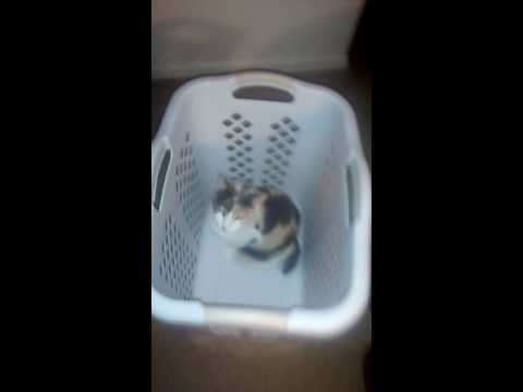 My cat sitting in the laundry basket