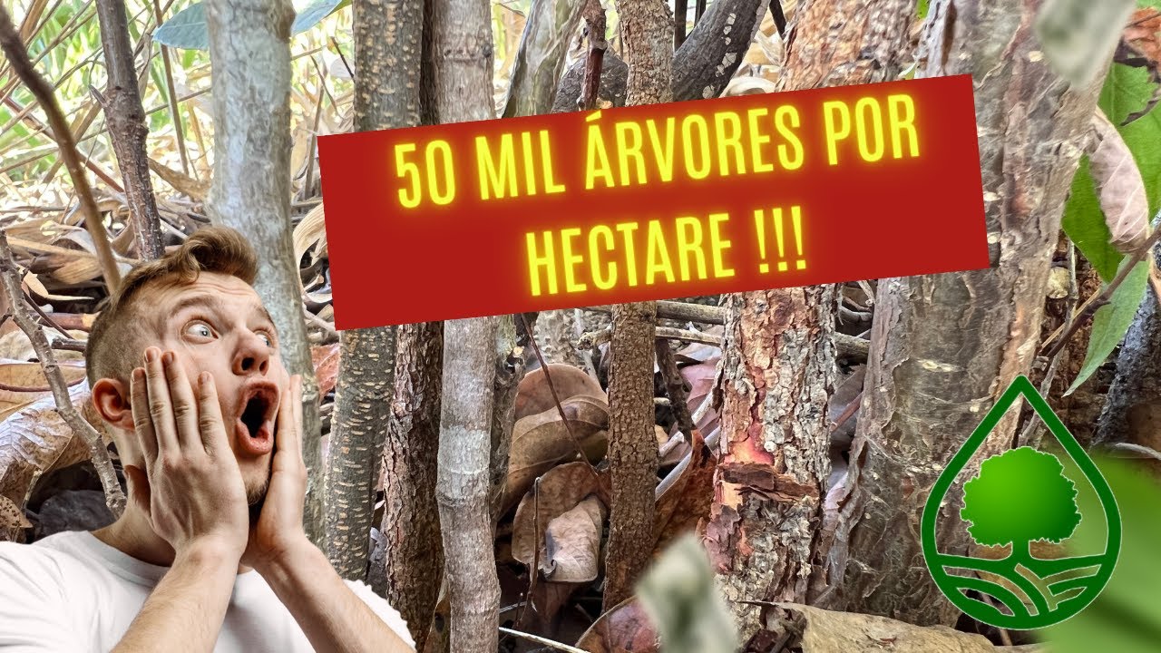 Agricultura sintrópica, uma agricultura por processos. 50 mil árvores por hectare.