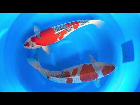 JKS Online Auction: 22nd JKS-AC 22-44 - 2Y Goshiki + ochiba shigure 55-56 cm Female