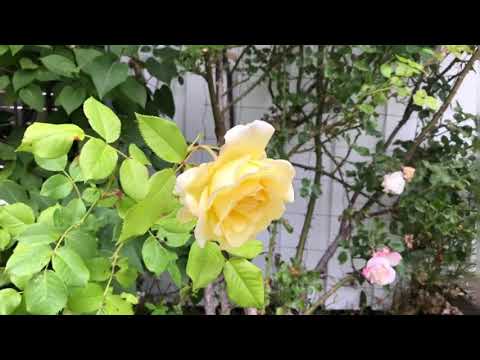 Min Juli trädgård 🌸🙏🌺