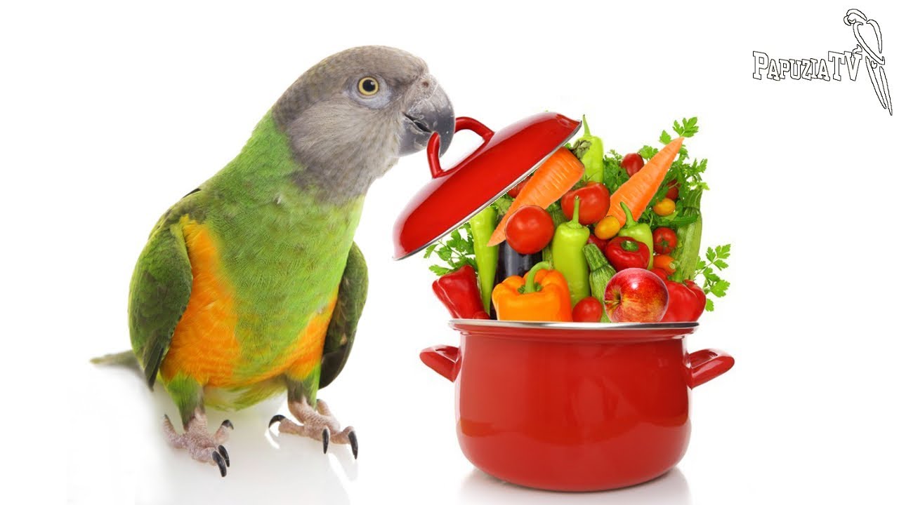 Żywienie papug - czy gotować warzywa?