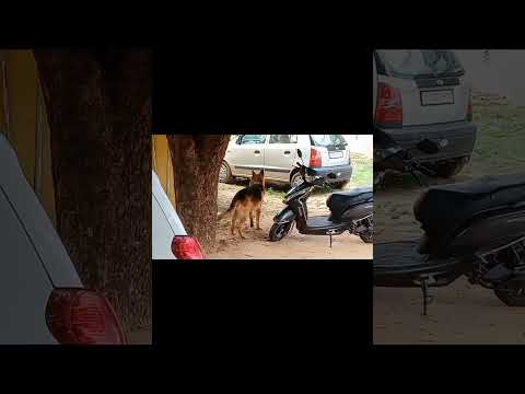 most aggressive German Shepherd#viral #dog
