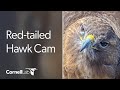 Cornell Red-tailed Hawks Live Cam - #CornellHawks | Cornell Lab