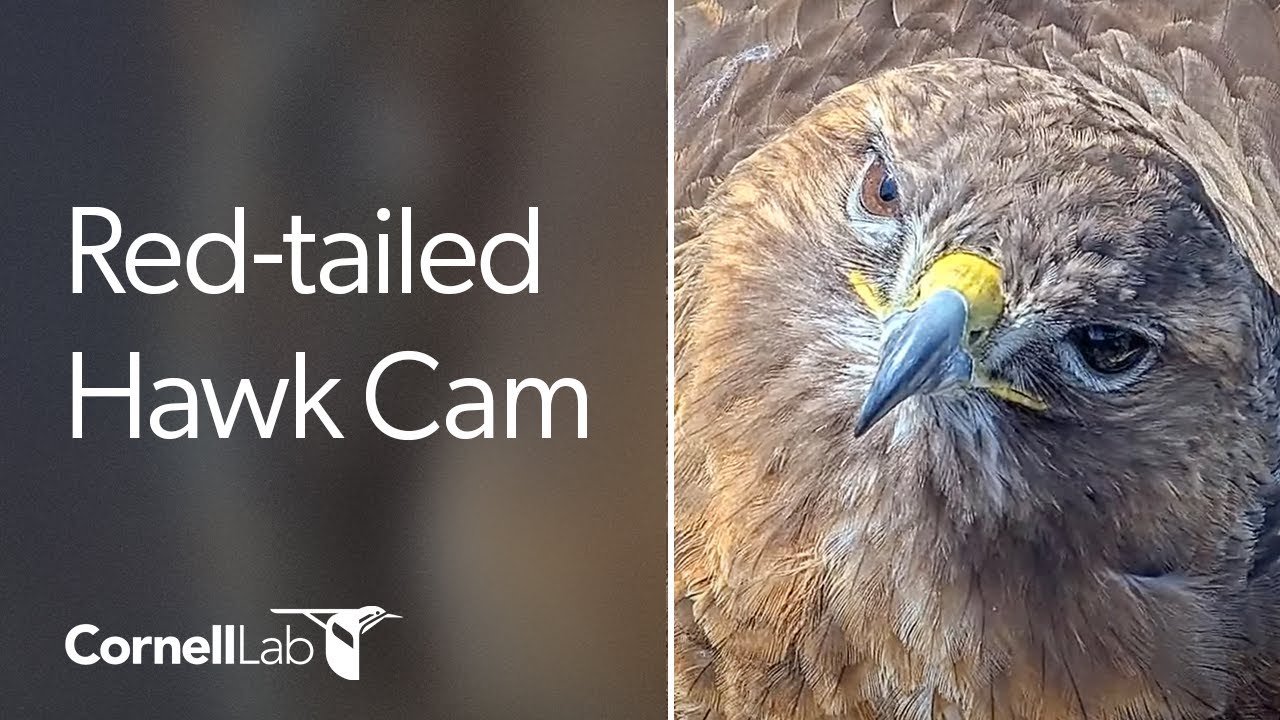 Cornell Red-tailed Hawks Live Cam - #CornellHawks | Cornell Lab