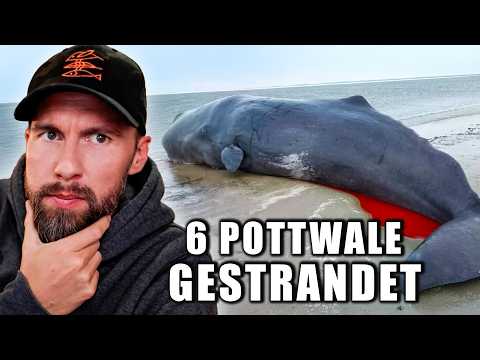 6 Pottwal-Strandungen in Dänemark – Was ist passiert? | Robert Marc Lehmann reagiert