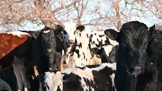 I&#39;m Proud to be a Cow