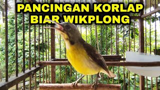 Download lagu KOLIBRI KELAPA GACOR KORLAP GACOR NGALAS WIKPLONG mp3 Download lagu KOLIBRI KELAPA GACOR KORLAP GACOR NGALAS WIKPLONG mp3