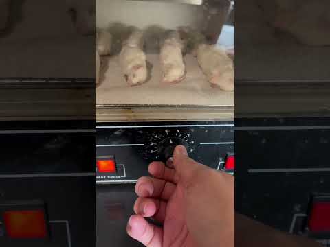 How I thaw and warm frozen rodents for my ball pythons.